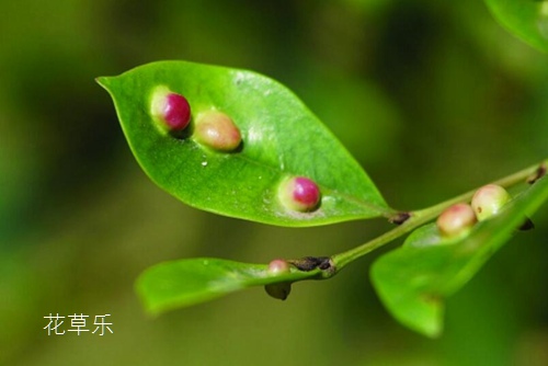 黄酒阿胶——，千年古方，滋养生命的东方瑰宝