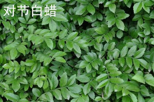 索尼5100镜头定焦——亚洲精品区一区二区三区水户香奈，解锁摄影新境界，捕捉生活细腻瞬间